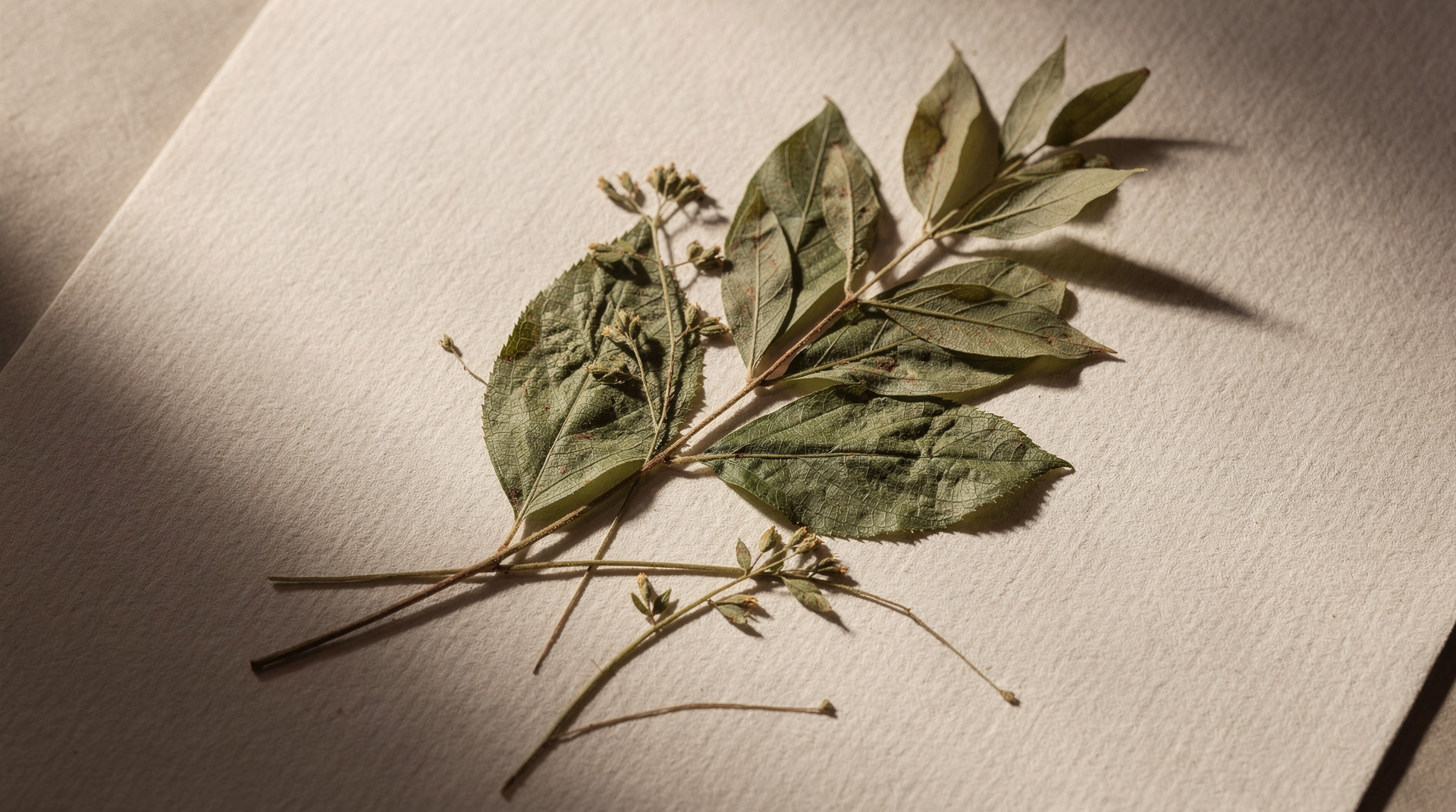 Verdant Press — botanical editorial theme