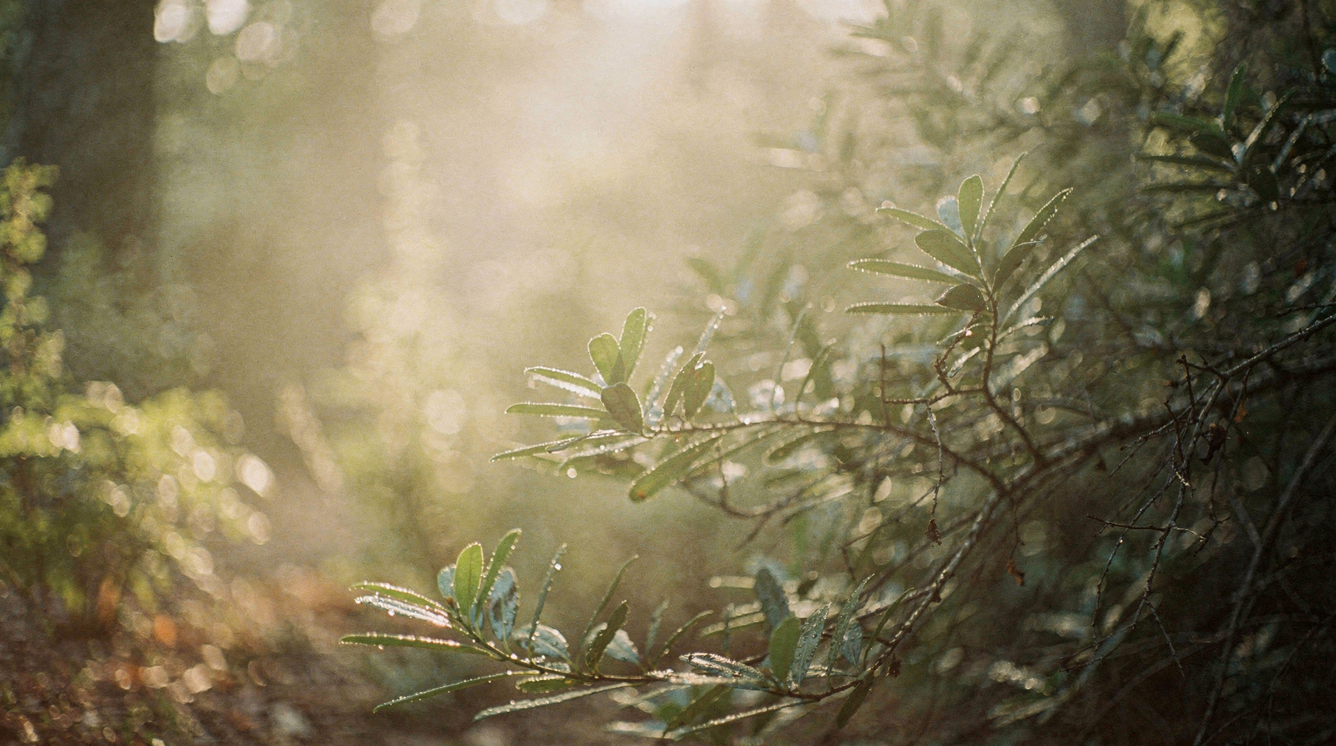 Drift — naturalistic drift theme